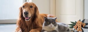 The Complete Guide to CBD for Pets and How It Can Help Improve Their Health 2 1