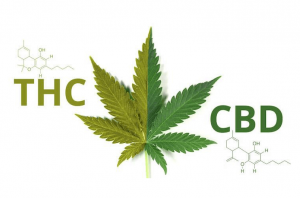 difference between CBD and THC